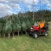 kerstboom liquidatie pallets nederland