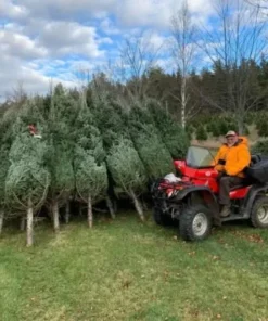 kerstboom liquidatie pallets nederland